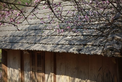 Moc Chau- a plateau of flowers - ảnh 1